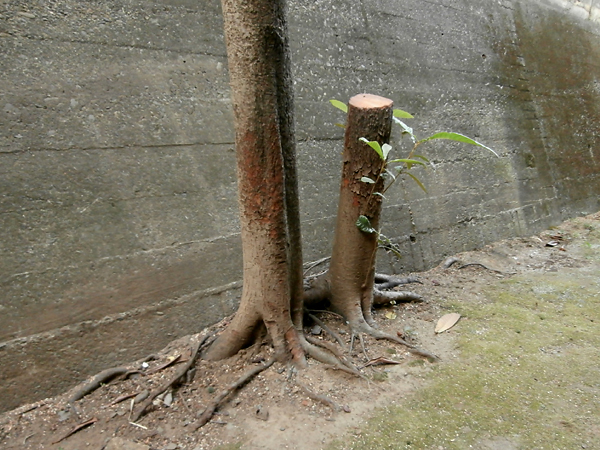 gattai04.jpg