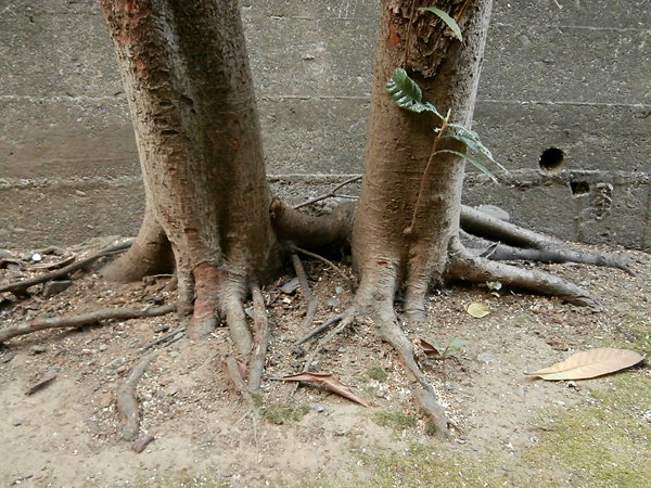 gattai05.jpg