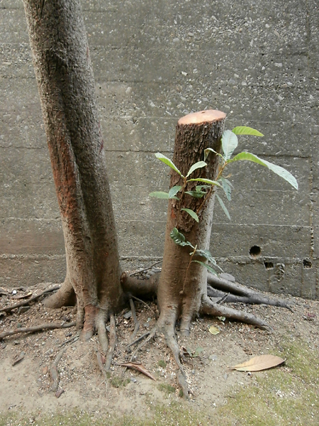 gattai06.jpg