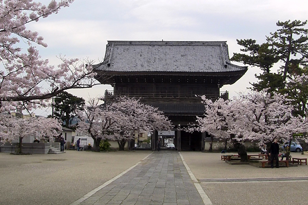 komyoji_sakura.jpg