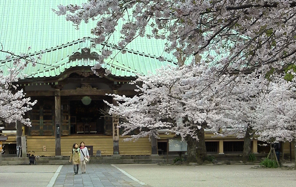 komyoji_sakura02.jpg